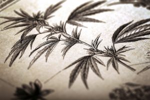 Cannabis history